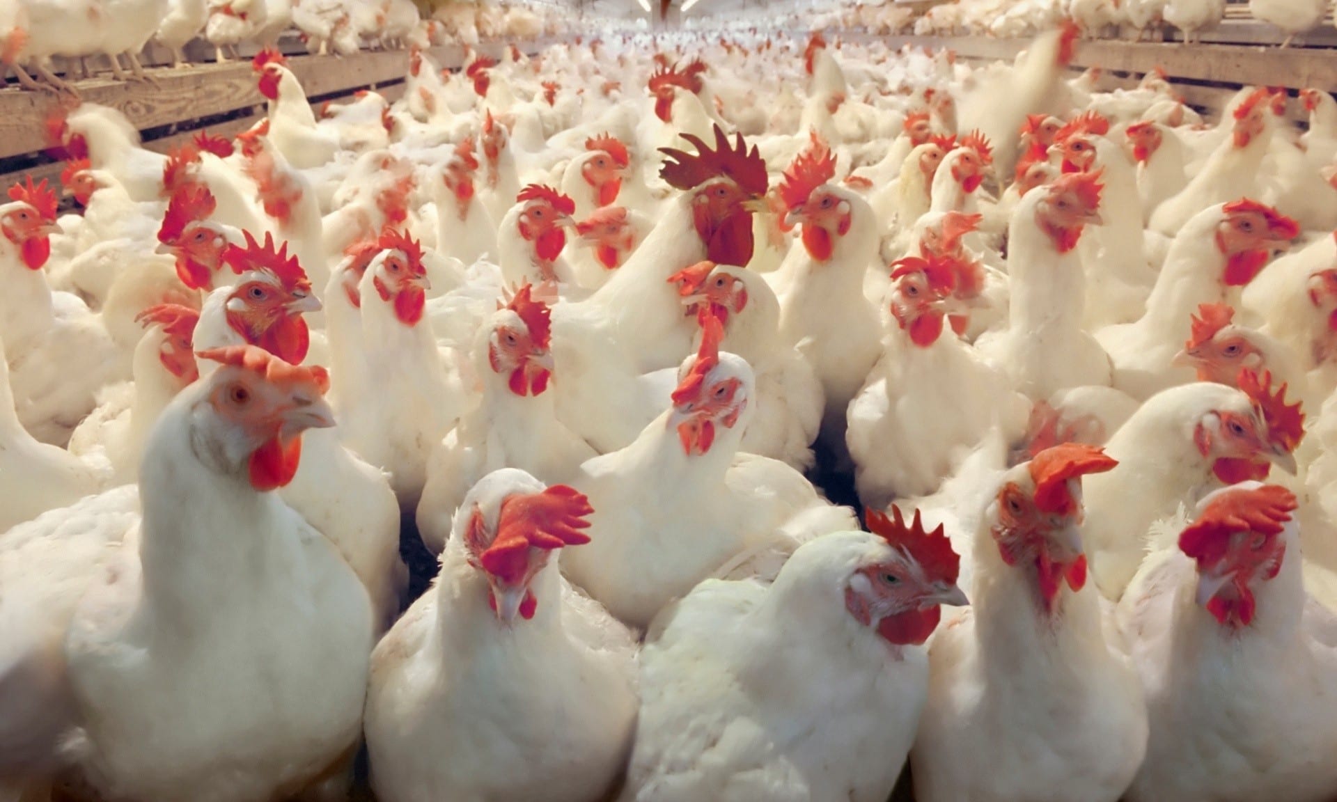 ارتفاع صاروخي في أسعار الدجاج بالمغرب بمناسبة عيد المولد النبوي