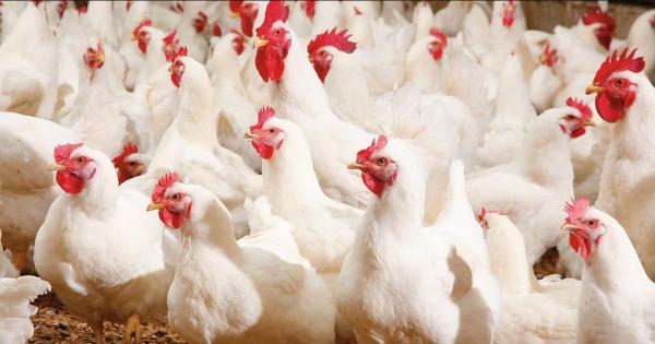 ارتفاع أسعار الدجاج من جديد بالأسواق المغربية